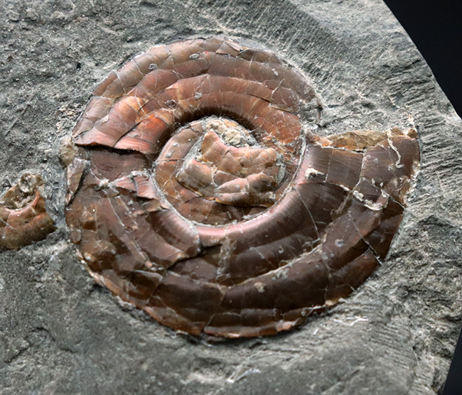 今や希少なソマセット産の希少な遊色アンモナイト、フィロセラス