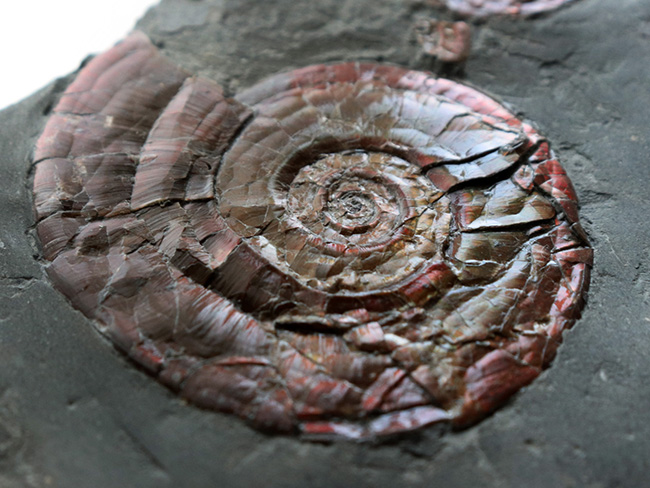 今や希少なソマセット産の希少な遊色アンモナイト、フィロセラス・プラノービス（Psiloceras planorbis）の群集化石（その6）