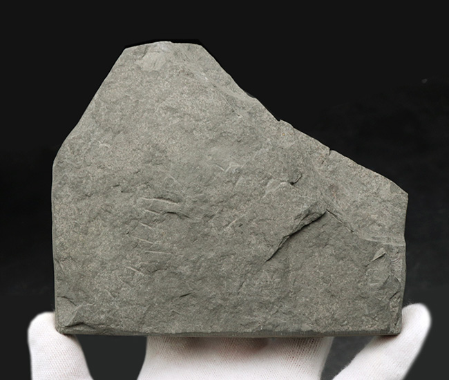 今や希少なソマセット産の希少な遊色アンモナイト、フィロセラス・プラノービス（Psiloceras planorbis）の群集化石（その7）
