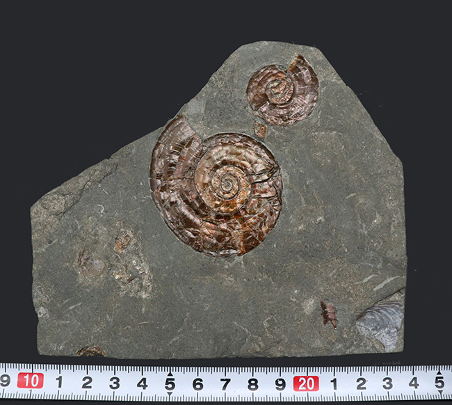 今や希少なソマセット産の希少な遊色アンモナイト、フィロセラス・プラノービス（Psiloceras planorbis）の群集化石（その9）