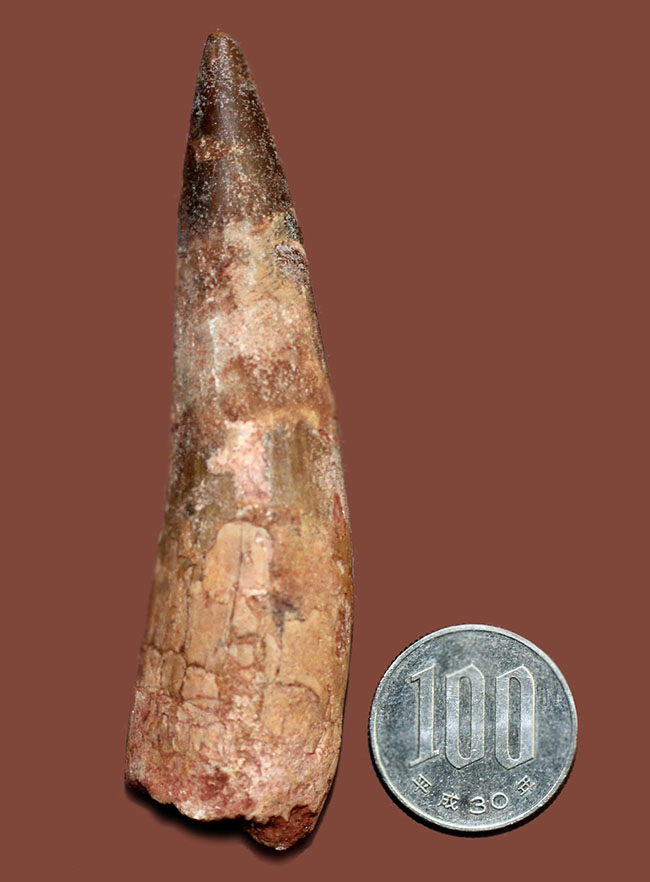 大きい、ロングカーブ計測88ミリ!典型的なスピノサウルス(Spinosaurus)の歯化石(その11)