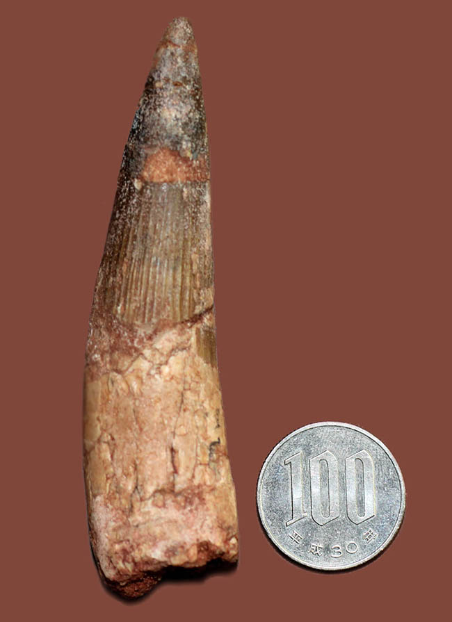 大きい、ロングカーブ計測88ミリ!典型的なスピノサウルス(Spinosaurus)の歯化石(その12)