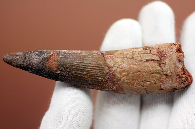 大きい、ロングカーブ計測88ミリ!典型的なスピノサウルス(Spinosaurus)の歯化石(その3)