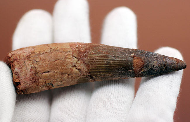 大きい、ロングカーブ計測88ミリ!典型的なスピノサウルス(Spinosaurus)の歯化石(その4)