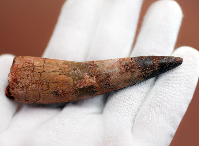 大きい、ロングカーブ計測88ミリ!典型的なスピノサウルス(Spinosaurus)の歯化石(その7)