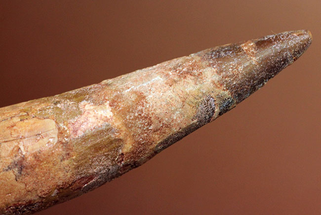 大きい、ロングカーブ計測88ミリ!典型的なスピノサウルス(Spinosaurus)の歯化石(その9)