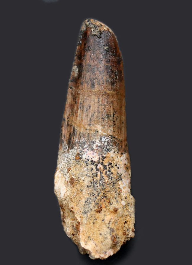 プレゼントにいかがでしょうか?エナメル質が保存されたナチュラルなスピノサウルスの(Spinosaurus)歯化石(その1)