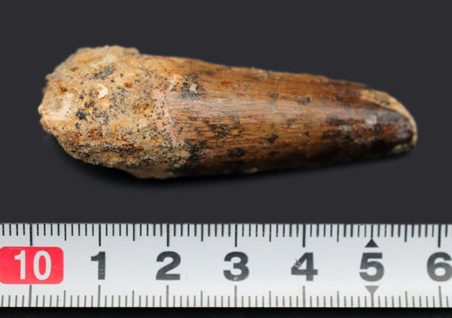 プレゼントにいかがでしょうか?エナメル質が保存されたナチュラルなスピノサウルスの(Spinosaurus)歯化石(その11)