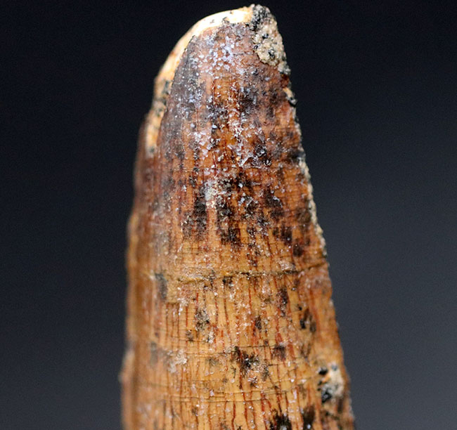 プレゼントにいかがでしょうか?エナメル質が保存されたナチュラルなスピノサウルスの(Spinosaurus)歯化石(その2)