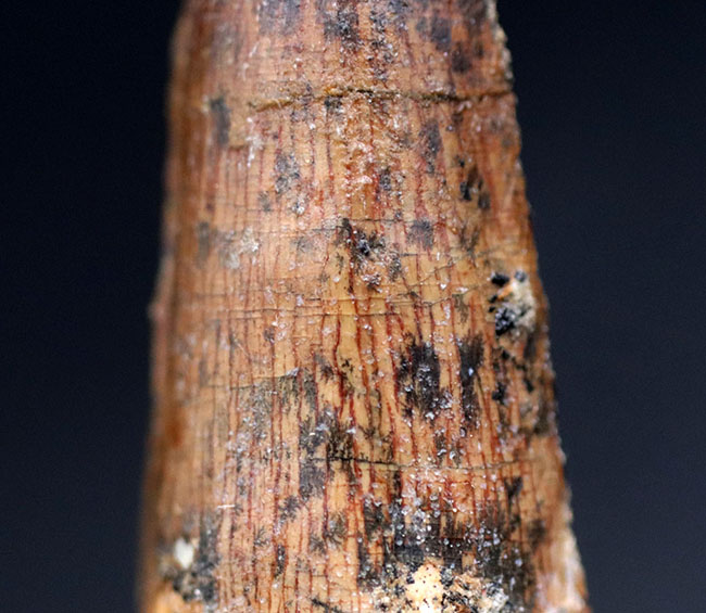 プレゼントにいかがでしょうか?エナメル質が保存されたナチュラルなスピノサウルスの(Spinosaurus)歯化石(その3)
