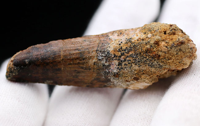 プレゼントにいかがでしょうか?エナメル質が保存されたナチュラルなスピノサウルスの(Spinosaurus)歯化石(その5)