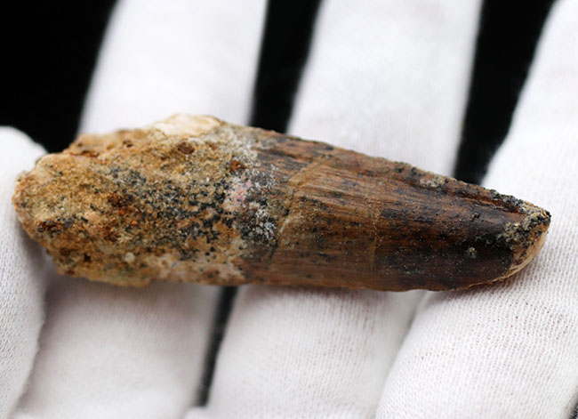 プレゼントにいかがでしょうか?エナメル質が保存されたナチュラルなスピノサウルスの(Spinosaurus)歯化石(その6)