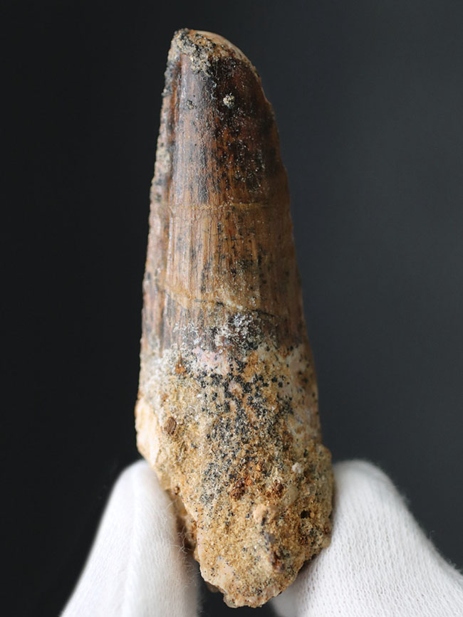 プレゼントにいかがでしょうか?エナメル質が保存されたナチュラルなスピノサウルスの(Spinosaurus)歯化石(その7)