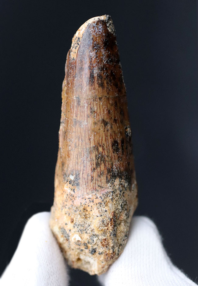 プレゼントにいかがでしょうか?エナメル質が保存されたナチュラルなスピノサウルスの(Spinosaurus)歯化石(その8)