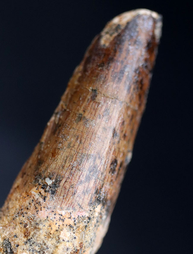 プレゼントにいかがでしょうか?エナメル質が保存されたナチュラルなスピノサウルスの(Spinosaurus)歯化石(その9)