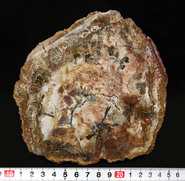 多彩な色で目にも楽しい、マダガスカル産のナンヨウスギの珪化木(Petrified Wood)(その10)