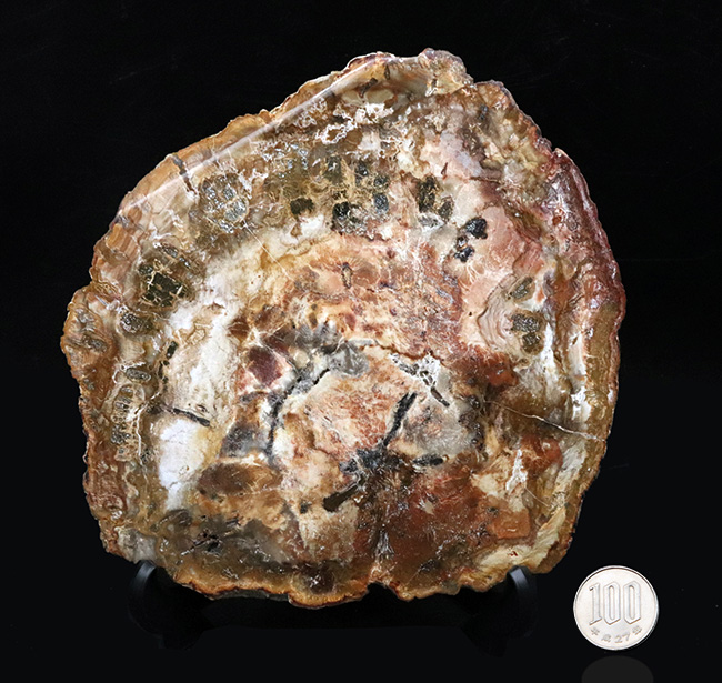多彩な色で目にも楽しい、マダガスカル産のナンヨウスギの珪化木(Petrified Wood)(その11)