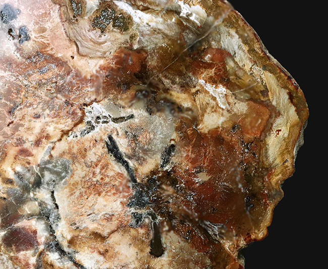 多彩な色で目にも楽しい、マダガスカル産のナンヨウスギの珪化木(Petrified Wood)(その2)