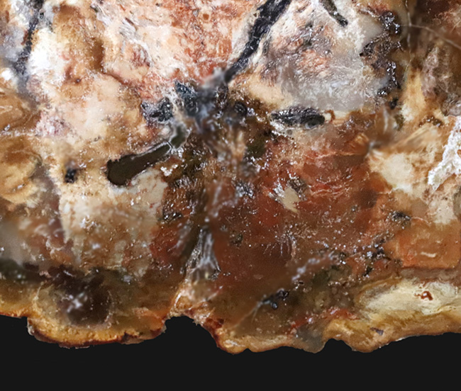 多彩な色で目にも楽しい、マダガスカル産のナンヨウスギの珪化木(Petrified Wood)(その3)
