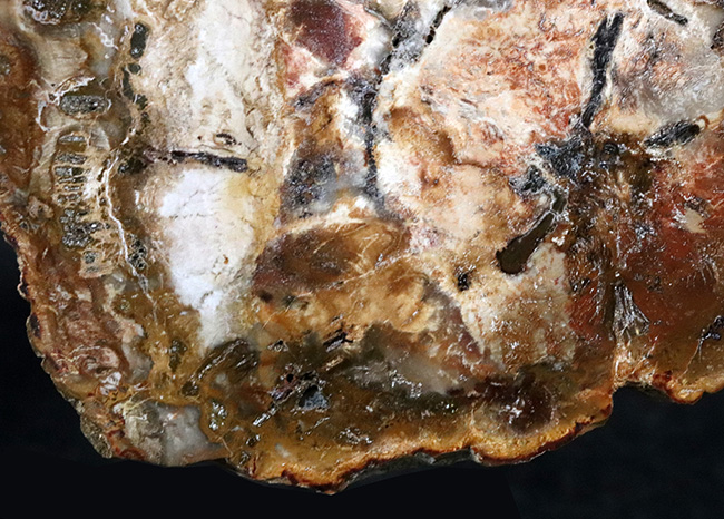 多彩な色で目にも楽しい、マダガスカル産のナンヨウスギの珪化木(Petrified Wood)(その4)