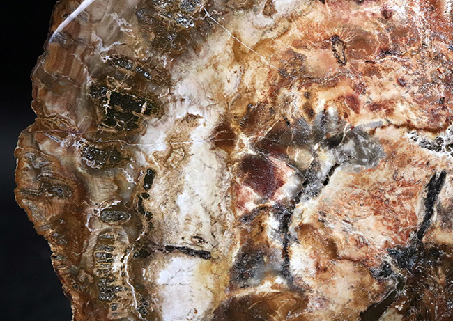 多彩な色で目にも楽しい、マダガスカル産のナンヨウスギの珪化木