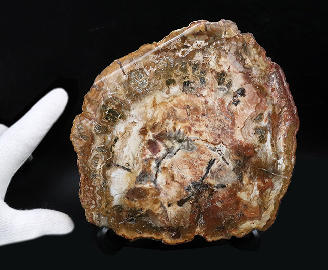 多彩な色で目にも楽しい、マダガスカル産のナンヨウスギの珪化木(Petrified Wood)(その6)