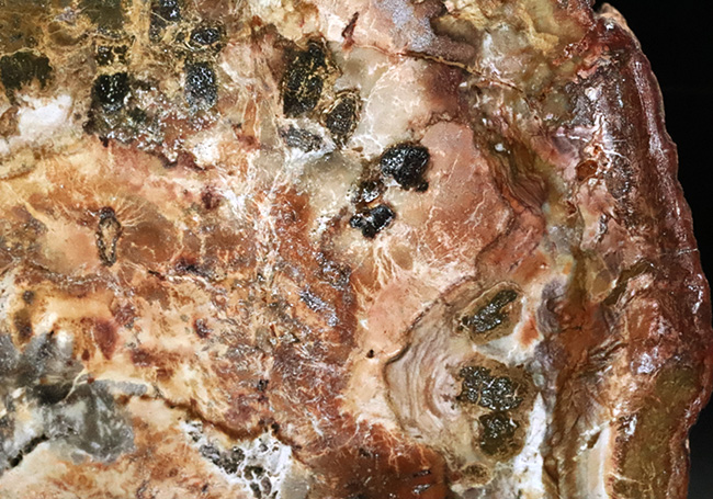 多彩な色で目にも楽しい、マダガスカル産のナンヨウスギの珪化木(Petrified Wood)(その7)