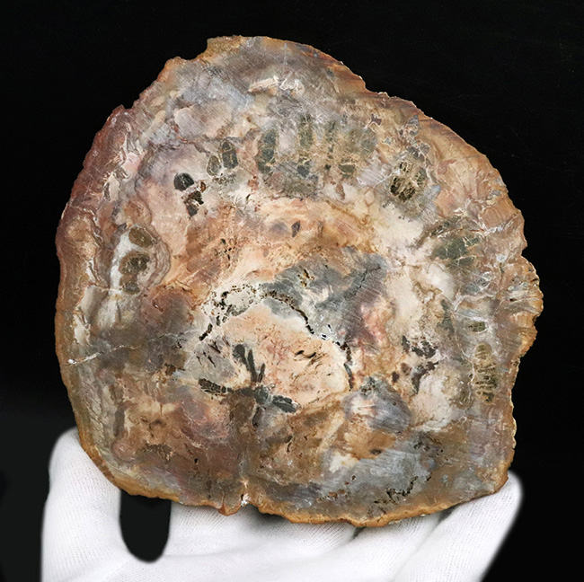 多彩な色で目にも楽しい、マダガスカル産のナンヨウスギの珪化木(Petrified Wood)(その8)