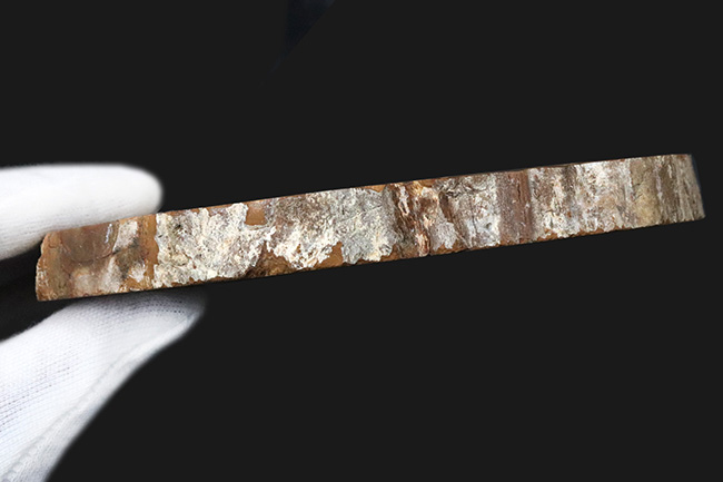 多彩な色で目にも楽しい、マダガスカル産のナンヨウスギの珪化木(Petrified Wood)(その9)