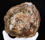 多彩な色で目にも楽しい、マダガスカル産のナンヨウスギの珪化木（Petrified Wood）