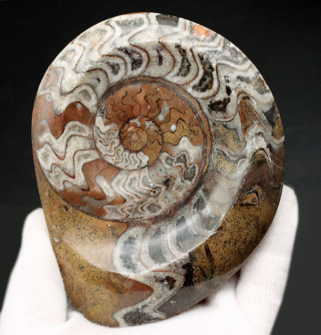 人気！紋様のような不思議な模様にご注目ください！古生代デボン紀の頭足類、ゴニアタイト（Goniatite）化石（その1）