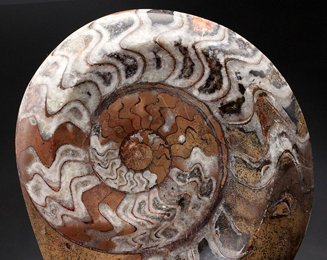 人気！紋様のような不思議な模様にご注目ください！古生代デボン紀の頭足類、ゴニアタイト（Goniatite）化石（その2）