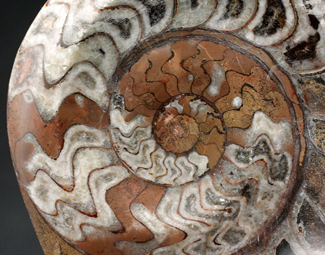 人気！紋様のような不思議な模様にご注目ください！古生代デボン紀の頭足類、ゴニアタイト（Goniatite）化石（その3）