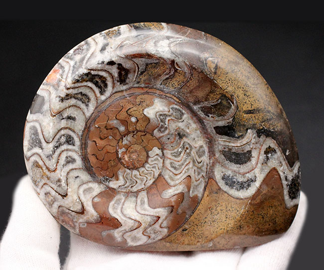 人気！紋様のような不思議な模様にご注目ください！古生代デボン紀の頭足類、ゴニアタイト（Goniatite）化石（その4）