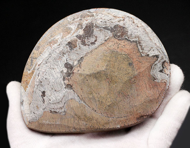 人気！紋様のような不思議な模様にご注目ください！古生代デボン紀の頭足類、ゴニアタイト（Goniatite）化石（その5）