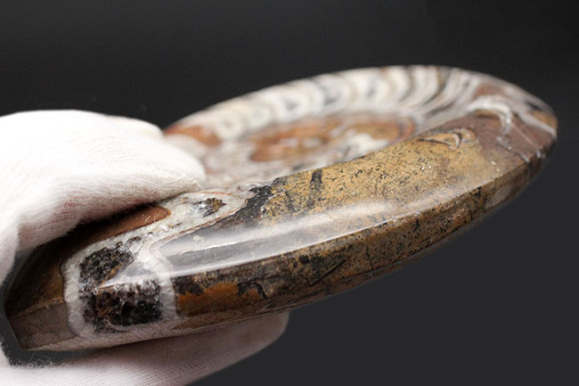 人気！紋様のような不思議な模様にご注目ください！古生代デボン紀の頭足類、ゴニアタイト（Goniatite）化石（その6）