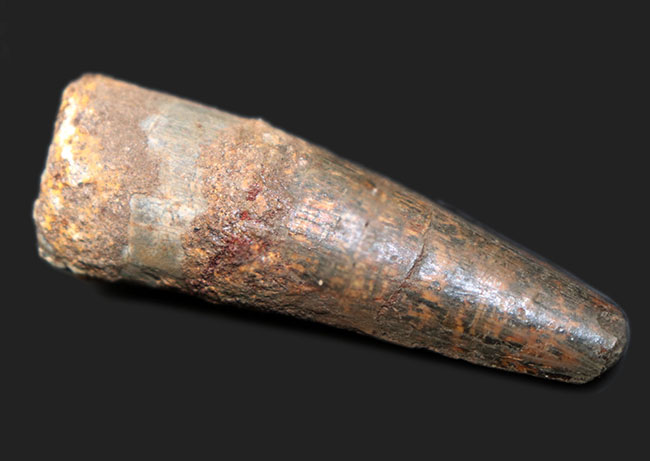 恐竜の化石コレクションを始めるなら、ぜひ最初の1本に!スピノサウルス(Spinosaurus)の歯化石(その2)