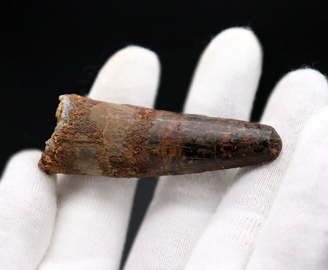 恐竜の化石コレクションを始めるなら、ぜひ最初の1本に!スピノサウルス(Spinosaurus)の歯化石(その3)