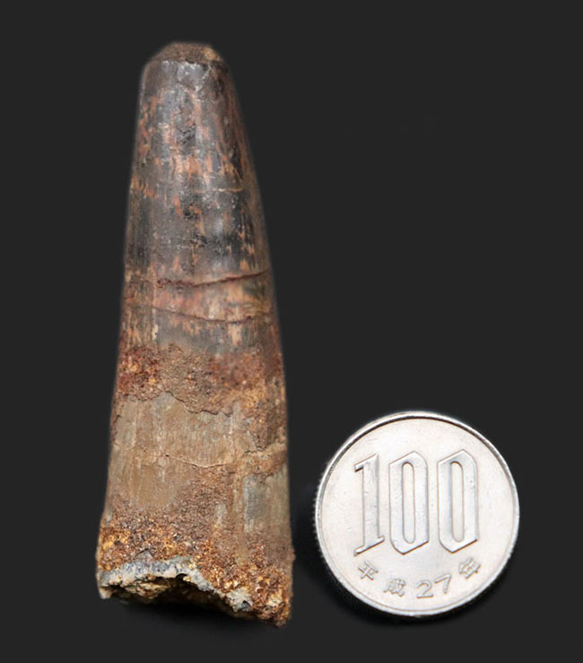 恐竜の化石コレクションを始めるなら、ぜひ最初の1本に!スピノサウルス(Spinosaurus)の歯化石(その6)