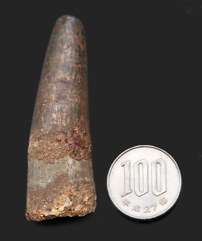 恐竜の化石コレクションを始めるなら、ぜひ最初の1本に!スピノサウルス(Spinosaurus)の歯化石(その7)