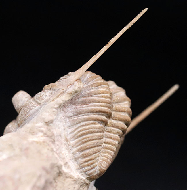 この繊細さに震えよ！化石でありながら、もはや芸術の領域。弊社で初めての取り扱い！ロシア産オルドビス紀三葉虫、チャスモプス・プラエカレンス（Chasmops praecurrens ）（その10）