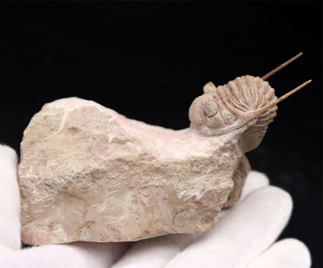 この繊細さに震えよ！化石でありながら、もはや芸術の領域。弊社で初めての取り扱い！ロシア産オルドビス紀三葉虫、チャスモプス・プラエカレンス（Chasmops praecurrens ）（その12）
