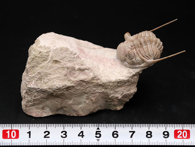 この繊細さに震えよ！化石でありながら、もはや芸術の領域。弊社で初めての取り扱い！ロシア産オルドビス紀三葉虫、チャスモプス・プラエカレンス（Chasmops praecurrens ）（その14）