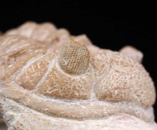 この繊細さに震えよ！化石でありながら、もはや芸術の領域。弊社で初めての取り扱い！ロシア産オルドビス紀三葉虫、チャスモプス・プラエカレンス（Chasmops praecurrens ）（その15）