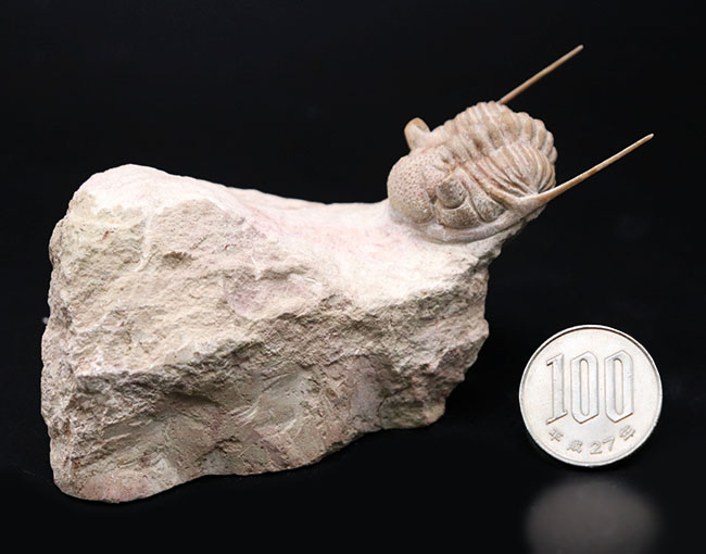 この繊細さに震えよ！化石でありながら、もはや芸術の領域。弊社で初めての取り扱い！ロシア産オルドビス紀三葉虫、チャスモプス・プラエカレンス（Chasmops praecurrens ）（その17）
