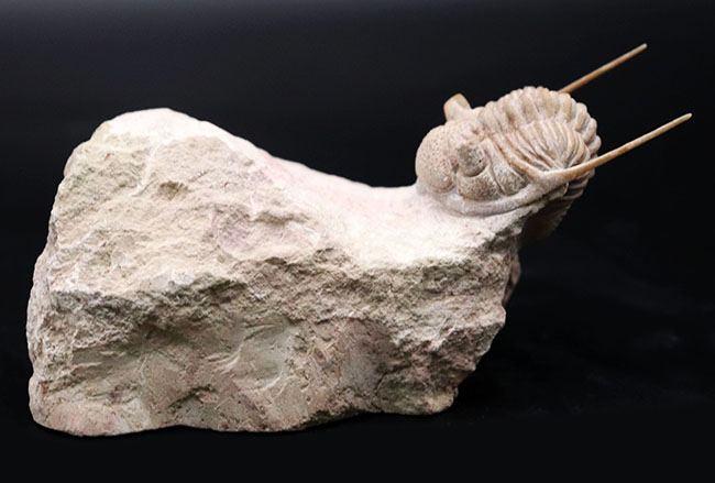 この繊細さに震えよ！化石でありながら、もはや芸術の領域。弊社で初めての取り扱い！ロシア産オルドビス紀三葉虫、チャスモプス・プラエカレンス（Chasmops praecurrens ）（その5）