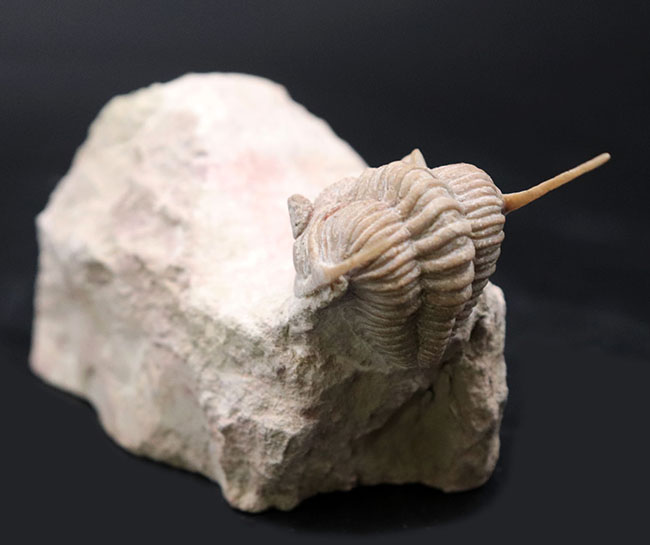 この繊細さに震えよ！化石でありながら、もはや芸術の領域。弊社で初めての取り扱い！ロシア産オルドビス紀三葉虫、チャスモプス・プラエカレンス（Chasmops praecurrens ）（その7）