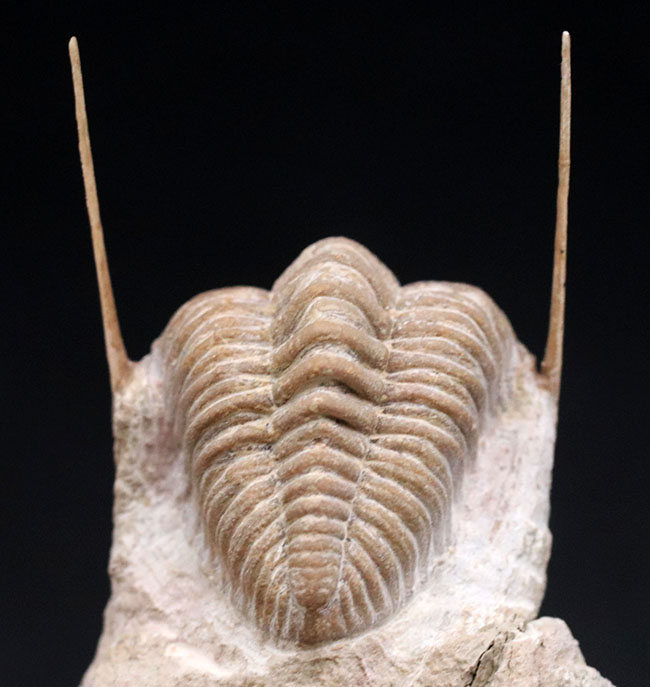 この繊細さに震えよ！化石でありながら、もはや芸術の領域。弊社で初めての取り扱い！ロシア産オルドビス紀三葉虫、チャスモプス・プラエカレンス（Chasmops praecurrens ）（その8）