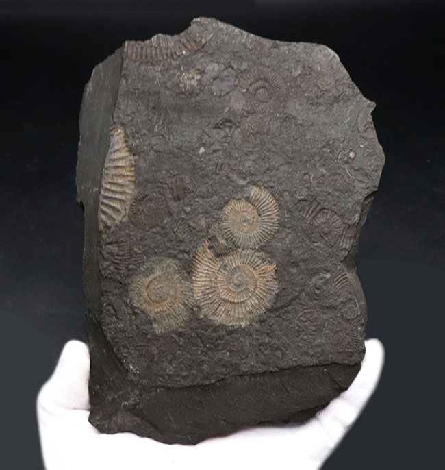 the・黒ジュラ!いかにも典型的なドイツ産のアンモナイト、ダクチリオセラス(Dactylioceras)のマルチプレート(その3)