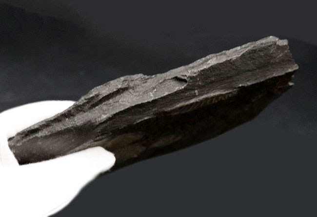 the・黒ジュラ！いかにも典型的なドイツ産のアンモナイト、ダクチリオセラス（Dactylioceras）のマルチプレート（その8）